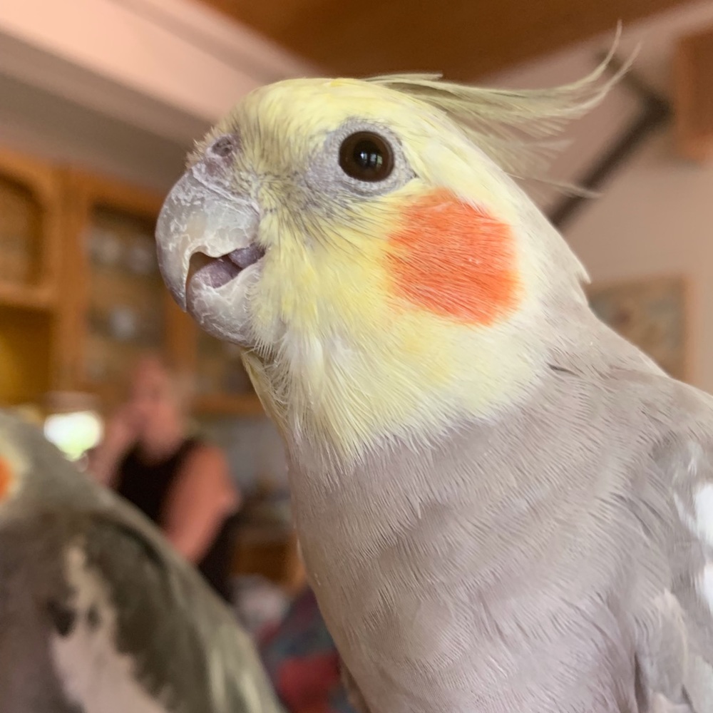 Meet your Posher, Pam